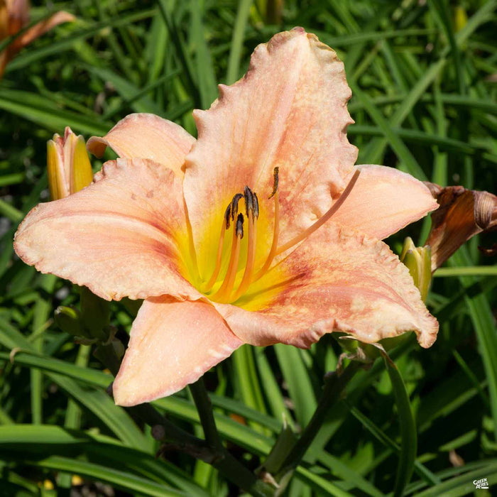 'Judith' Daylily