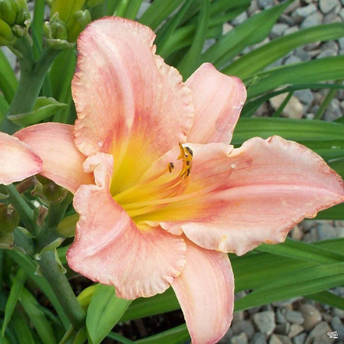 'Judith' Daylily