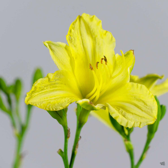 Daylily 'Missouri Beauty'