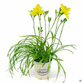 Daylily 'Missouri Beauty' 1 gallon Matsudas