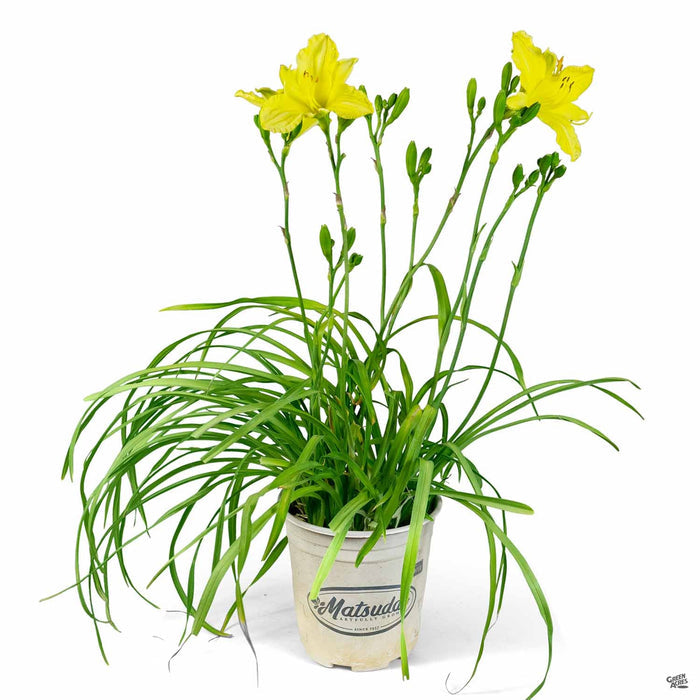Daylily 'Missouri Beauty' 1 gallon Matsudas
