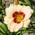Daylily 'Pandora's Box'