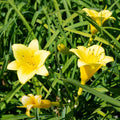 'Penny's Worth' Daylily