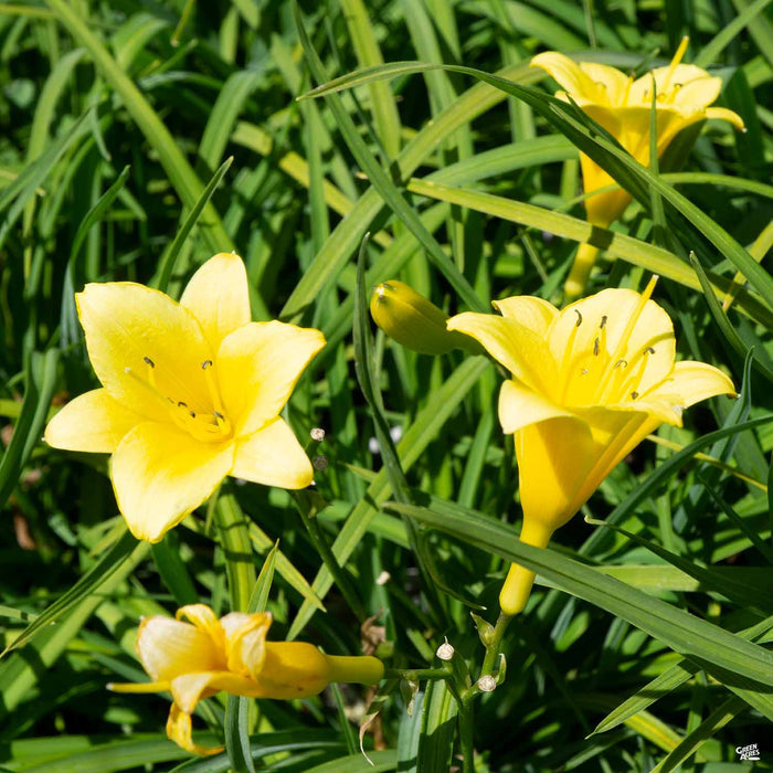 'Penny's Worth' Daylily