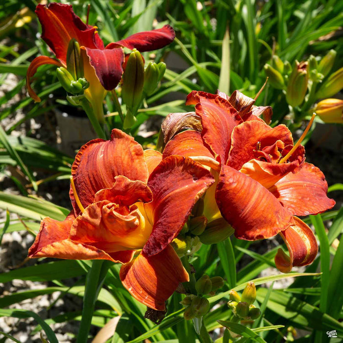 Daylily 'Scralet Orbit'