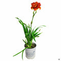 Daylily 'Scralet Orbit' 1 gallon Matsudas