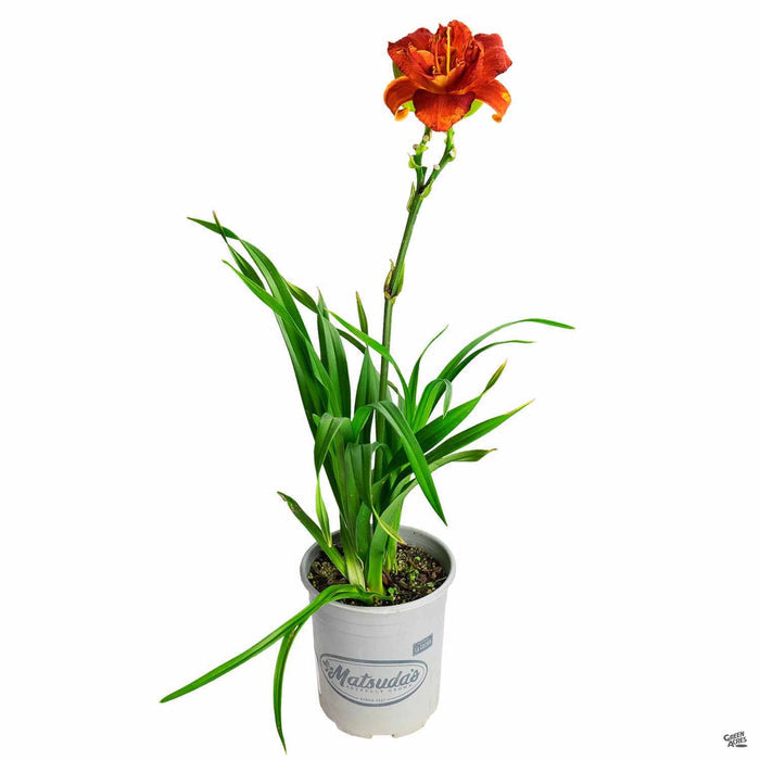 Daylily 'Scralet Orbit' 1 gallon Matsudas