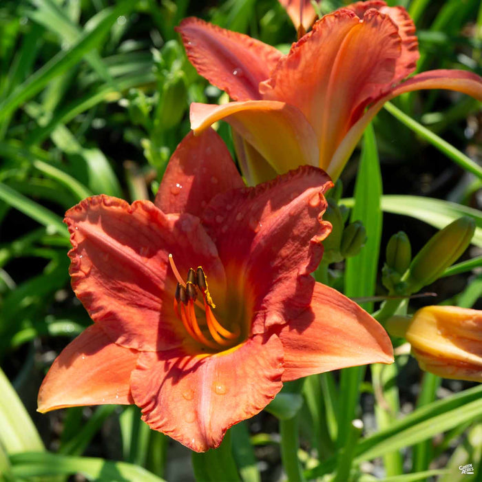 'South Seas' Daylily