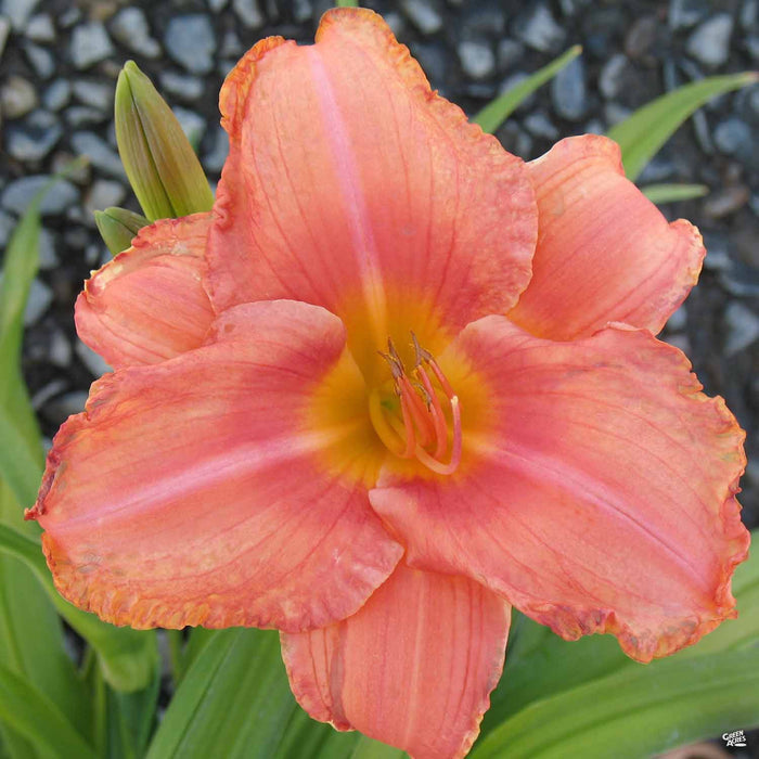 'South Seas' Daylily
