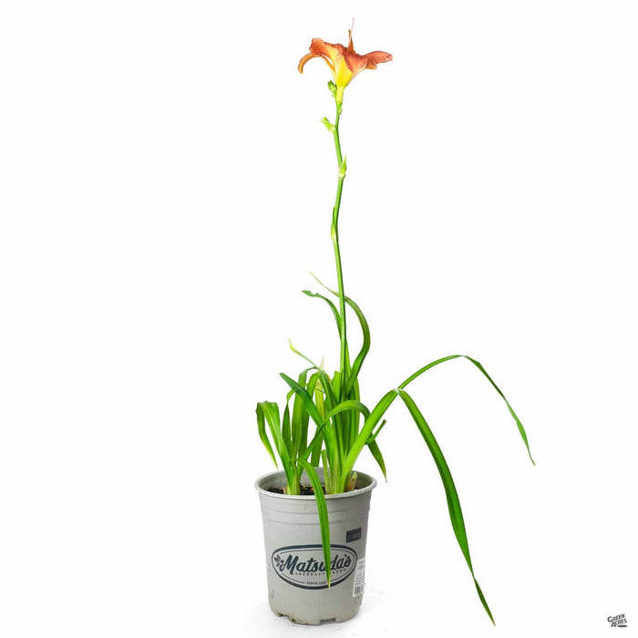 'South Seas' Daylily 1 gallon Matsudas