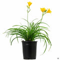 Daylily 'Stella de Oro' 1 gallon