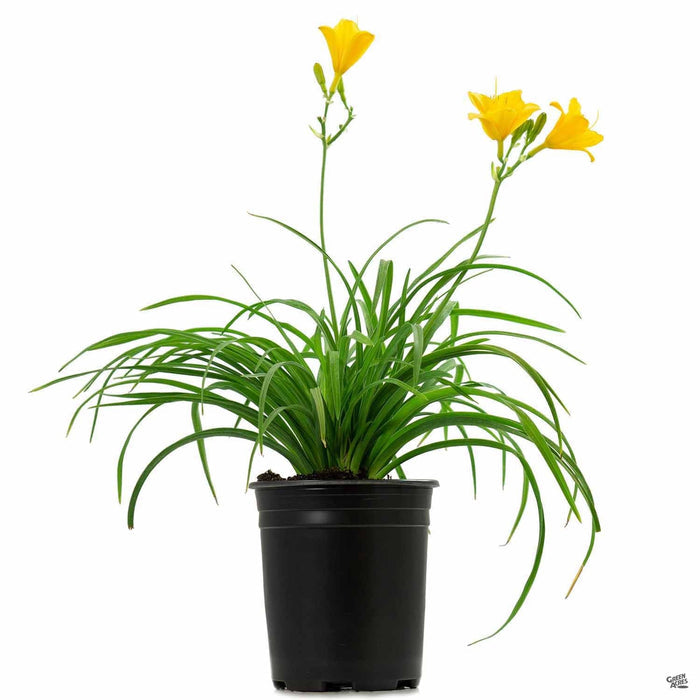 Daylily 'Stella de Oro' 1 gallon