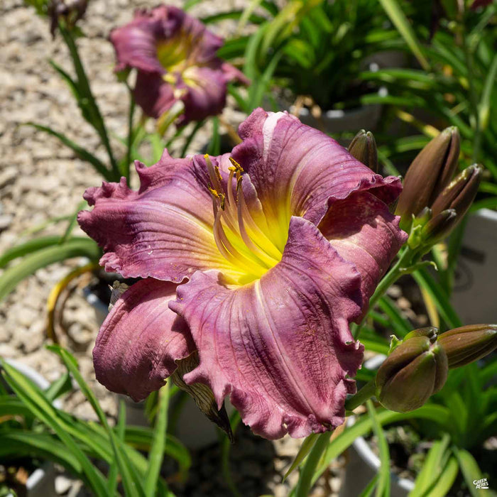 'Strutter's Ball' Daylily