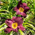'Strutter's Ball' Daylily