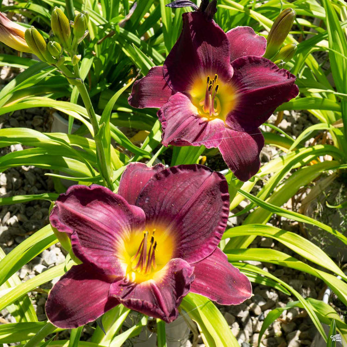 'Strutter's Ball' Daylily
