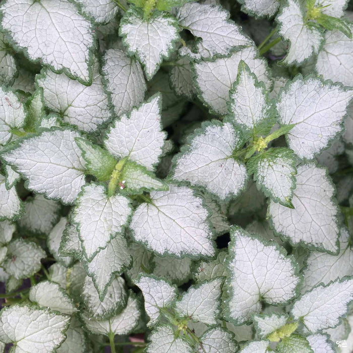 Dead Nettle