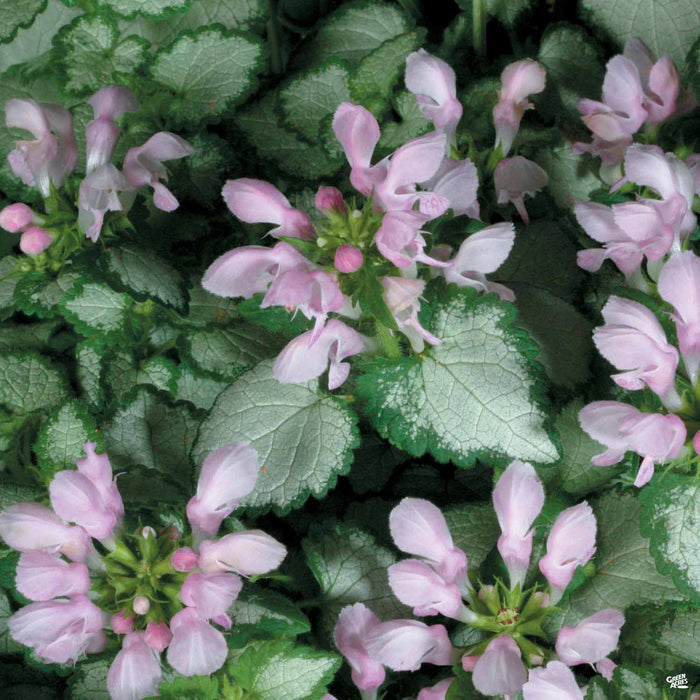 Lamium 'Pink Shell'