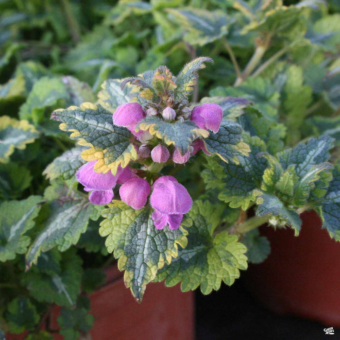 Lamium White Spotted Nettle