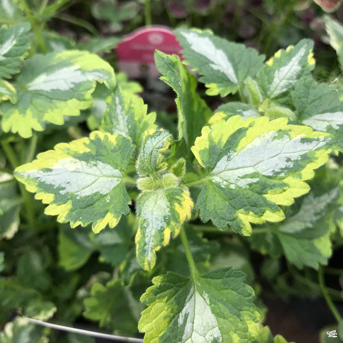 Yellow Dead Nettle