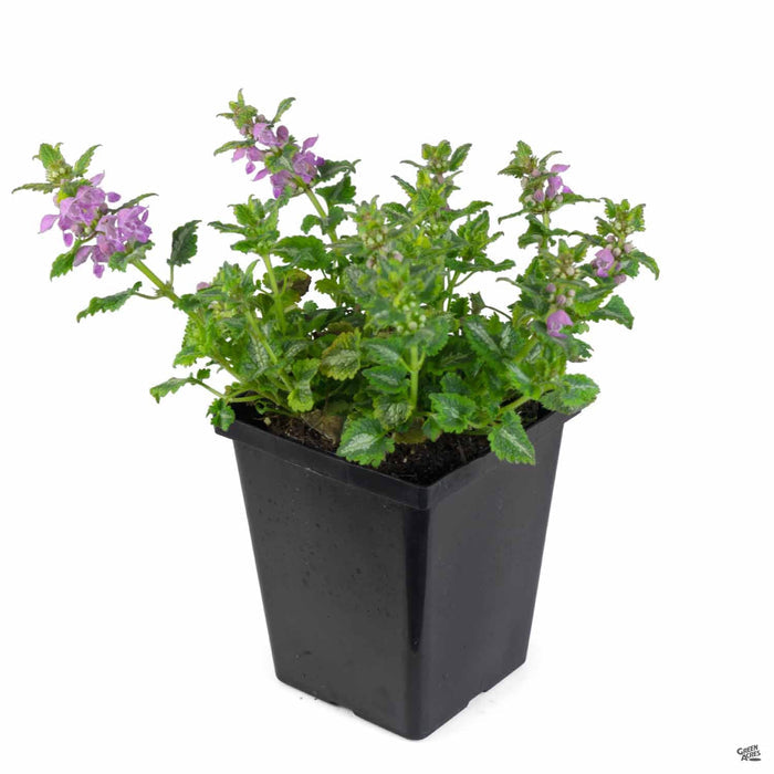 Dead Nettle 'Golden Anniversary' Quart