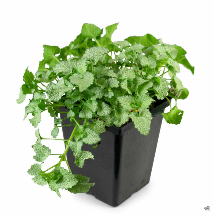 Dead Nettle 'Orchid Frost' Quart