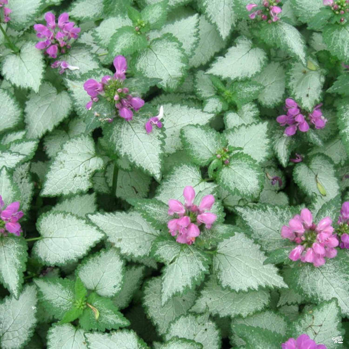 Lamium 'Orchid Frost'