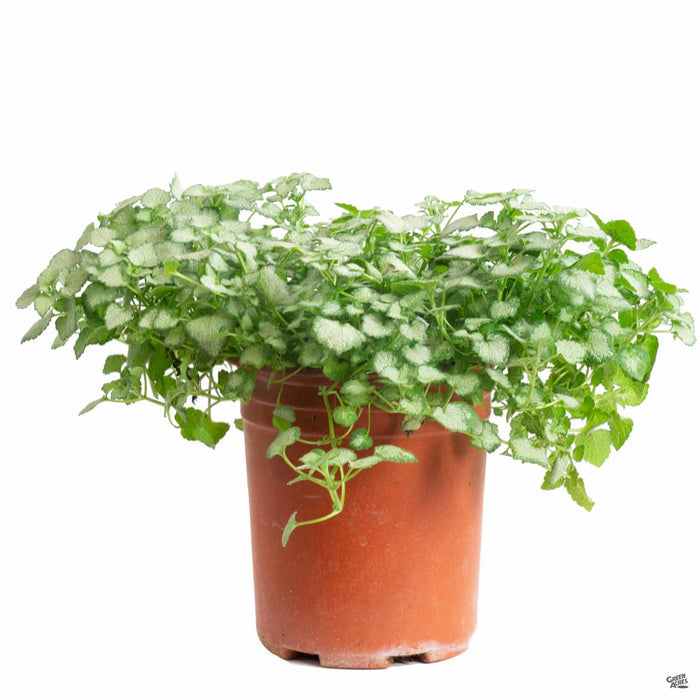 Dead Nettle 'Orchid Frost' 1 gallon