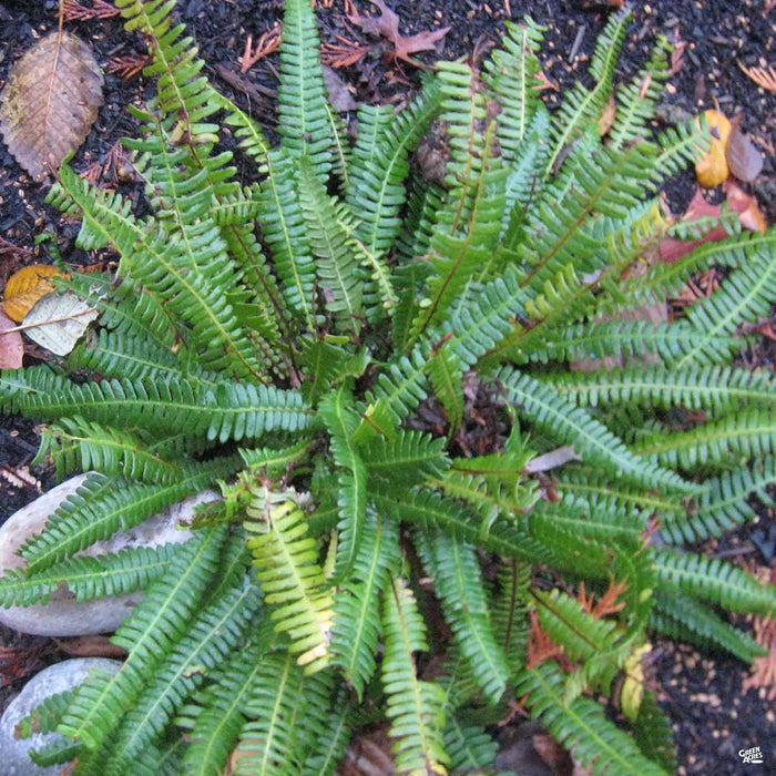Deer Fern