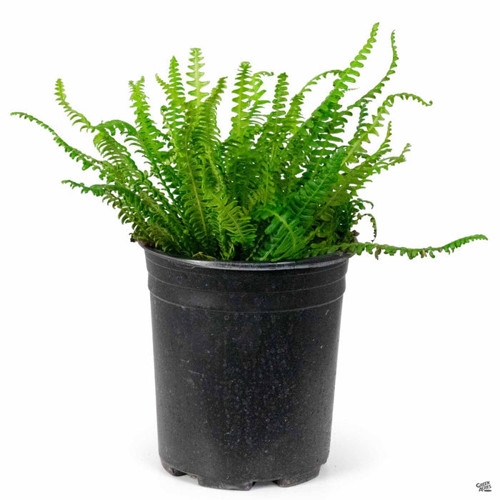 Deer Fern 1 gallon