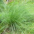Deer Grass