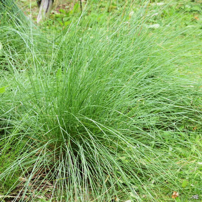 Deer Grass