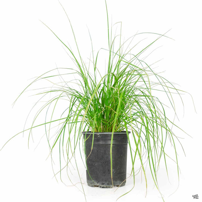 Deer Grass 1 gallon