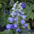 Delphinium