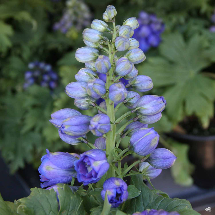 Delphinium