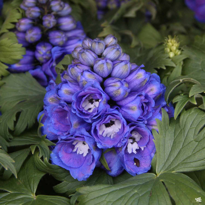 Delphinium