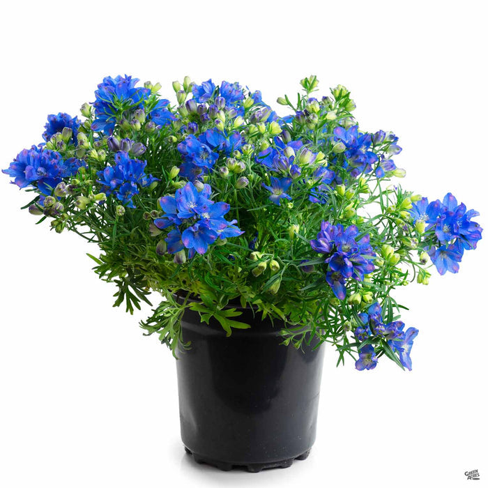 Delphinium 1 gallon