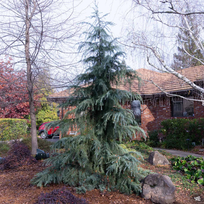 Weeping Deodar Cedar