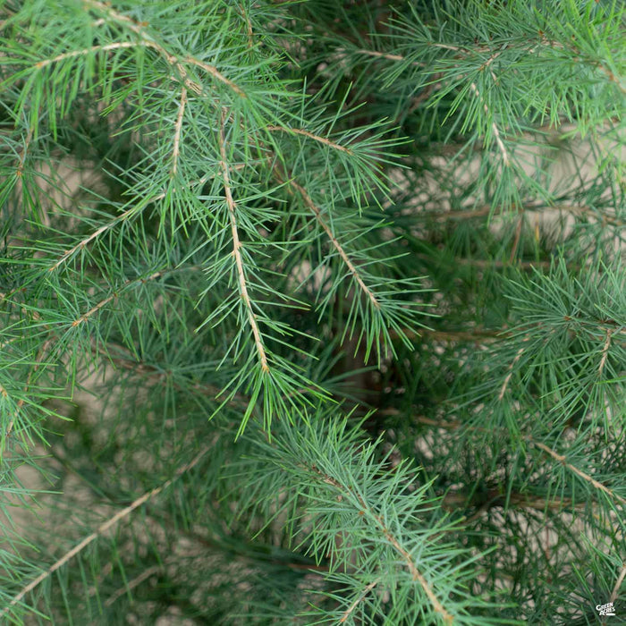 Deodar Cedar
