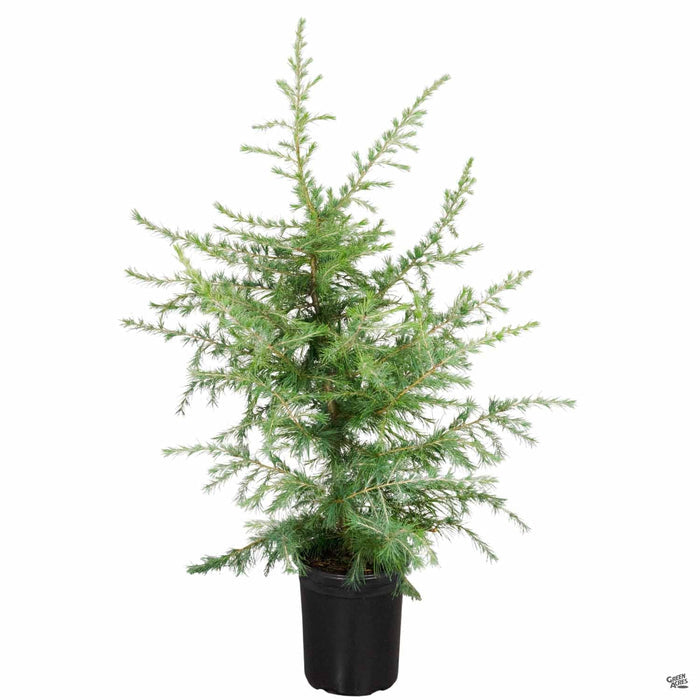 Deodar Cedar 5 gallon