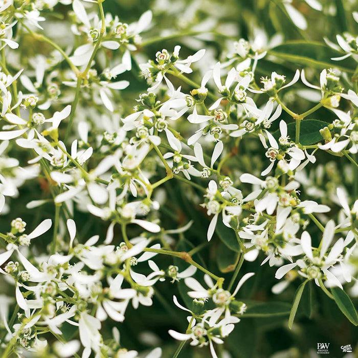 Diamond Frost Euphorbia