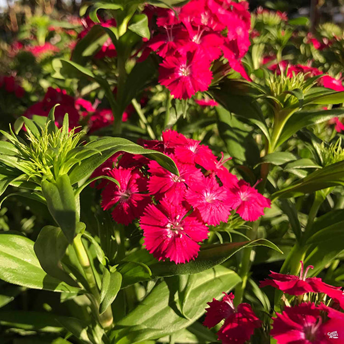 Dianthus 'Jolt Red White'