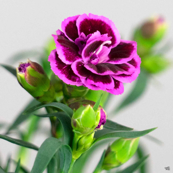 Dianthus