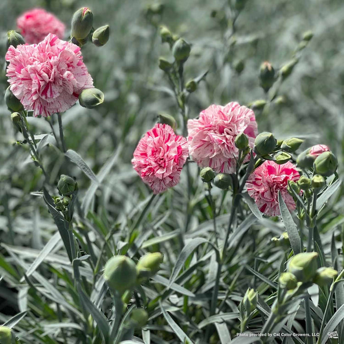 Devon Cottage Pinball Wizard Dianthus