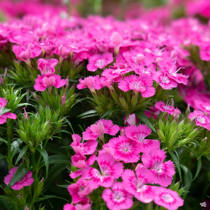 Dianthus 'Jolt Pink'