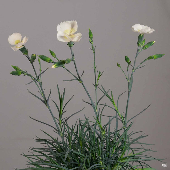 Dianthus American Pie Key Lime