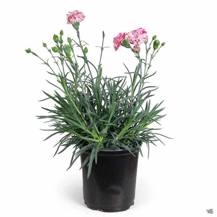 Dianthus 1 gallon Pinball Wizard