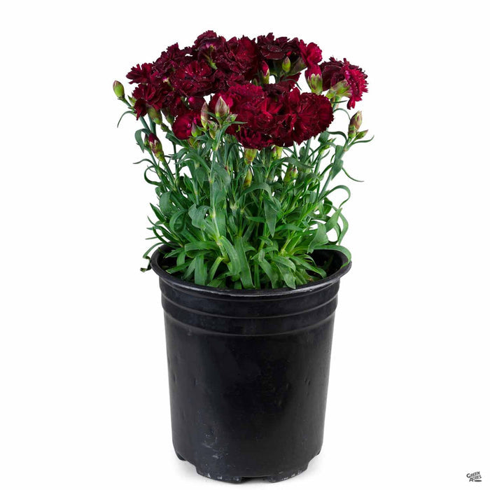 Dianthus 1 gallon Red 'Constant Beauty Dwarf'