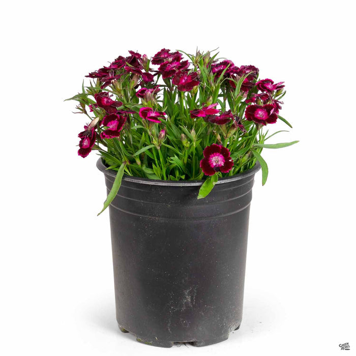 Dianthus 1 gallon Violet (Dianthus 'Olivia Cherry')
