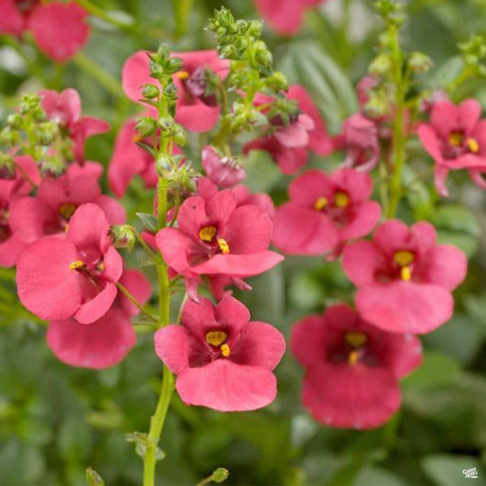 Diascia