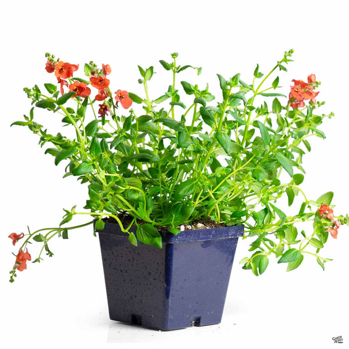 Diascia 4 inch